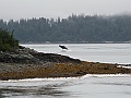Alaska Wildlife-9